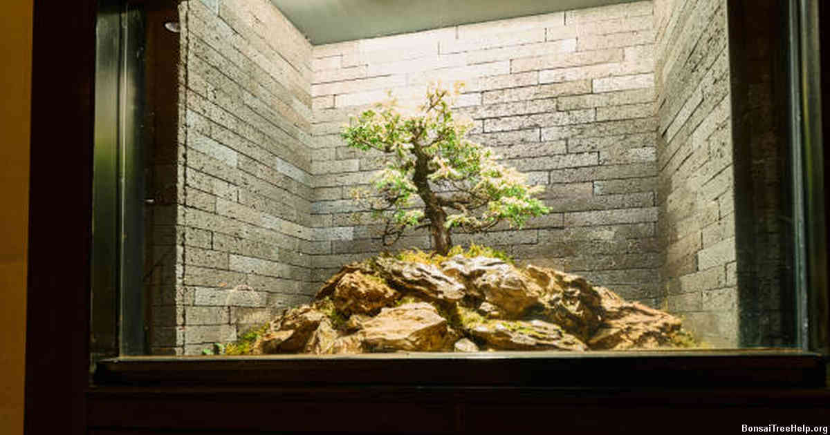 Local Nurseries and Garden Centers Offering Bonsai Sets