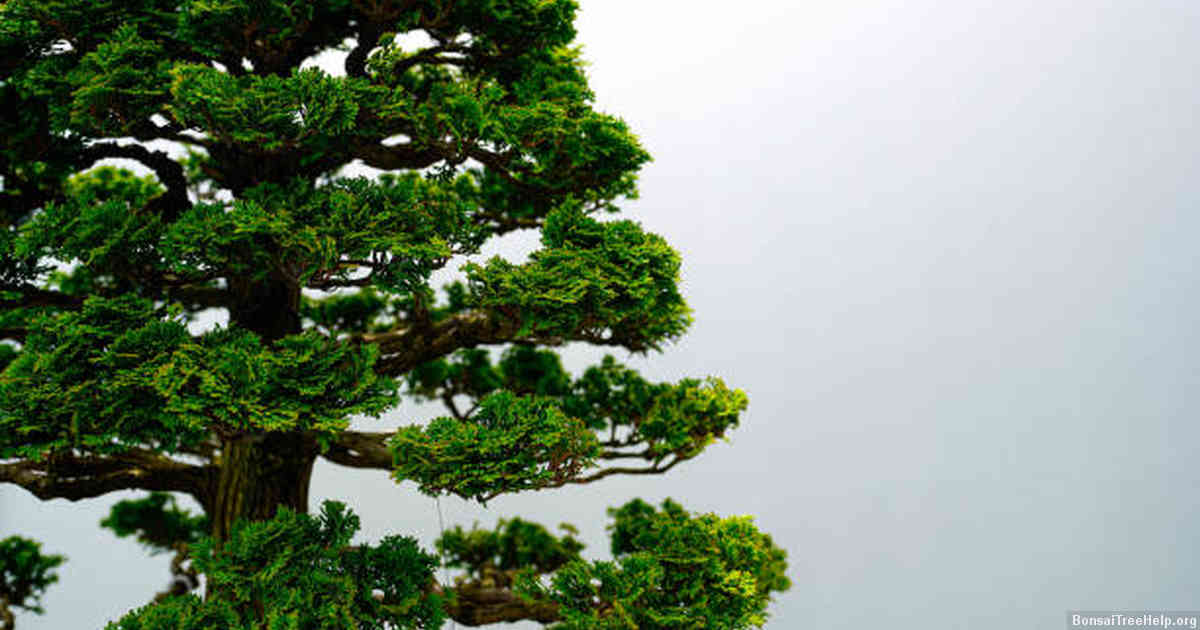Local Nurseries Providing Bonsai Tree Options