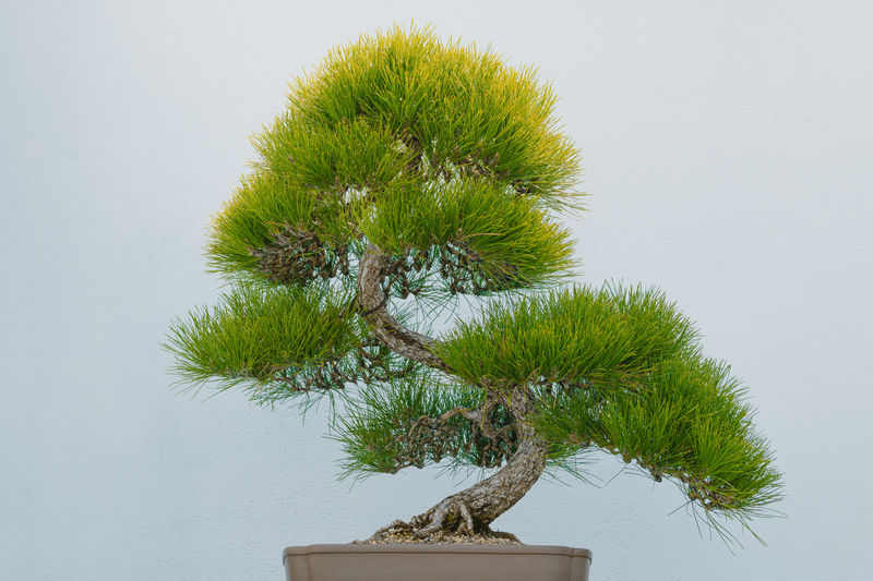 Maintaining a Suitable Environment for Your Bonsai Oak Tree