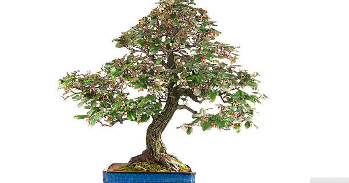 Maintaining Overall Health of Your Bonsai Tree