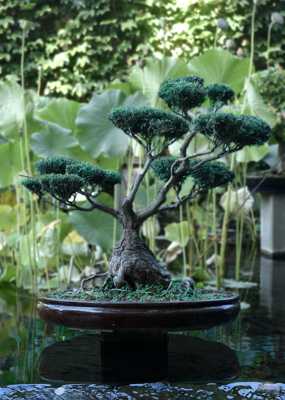 Maintaining the Health of Your Acer Bonsai: Common Problems and Solutions