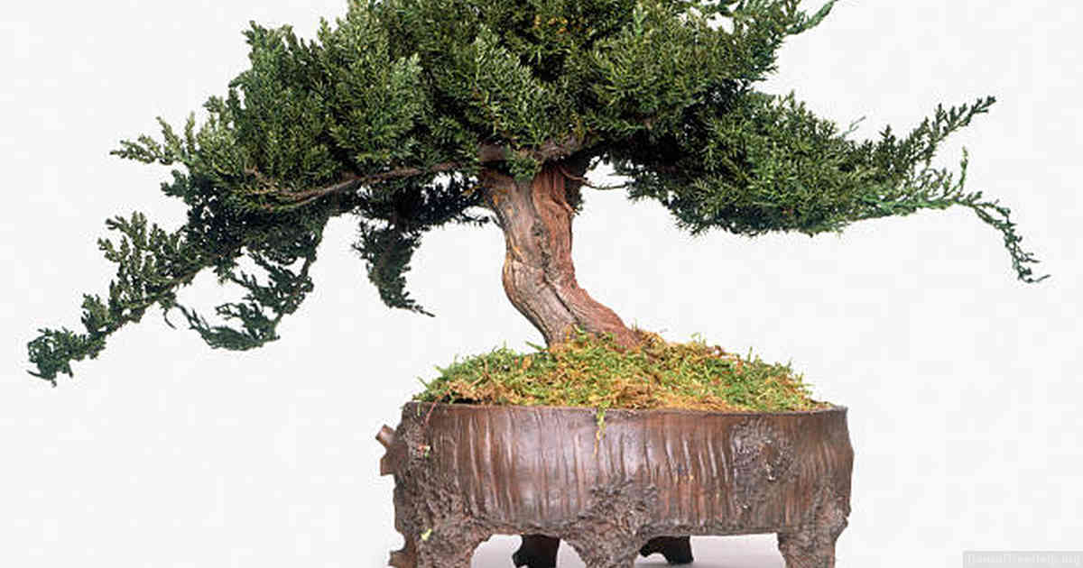 Maintaining the Overall Appearance of Your Bonsai Tree