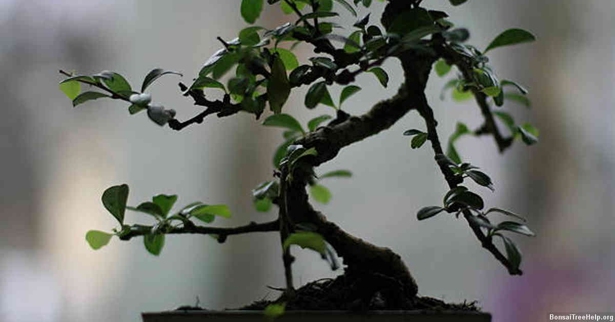 Maintaining Your Bonsai Tree after Harvesting