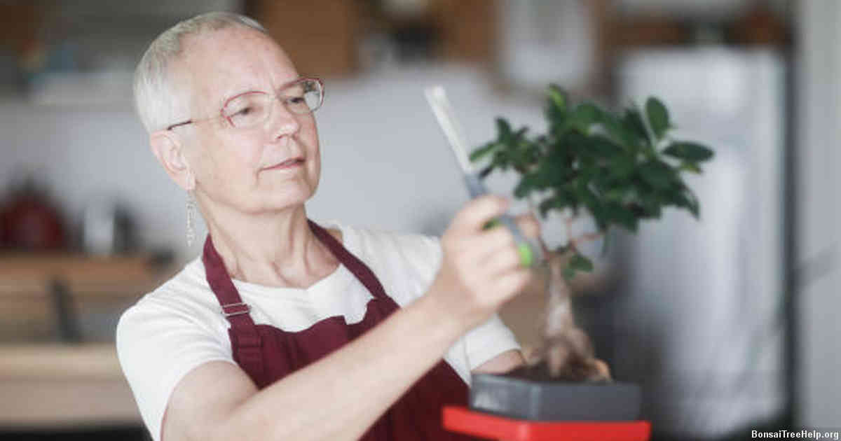 Maintaining Your Bonsai with the Perfect Pot