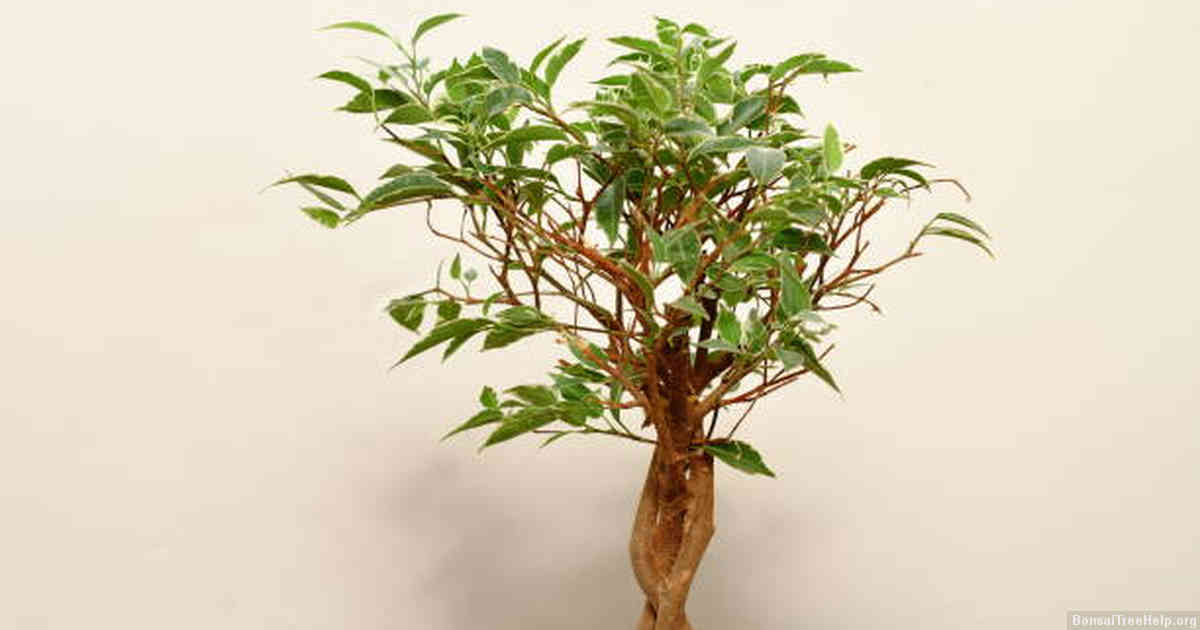 Managing Pests and Diseases in Your Bonsai Garden