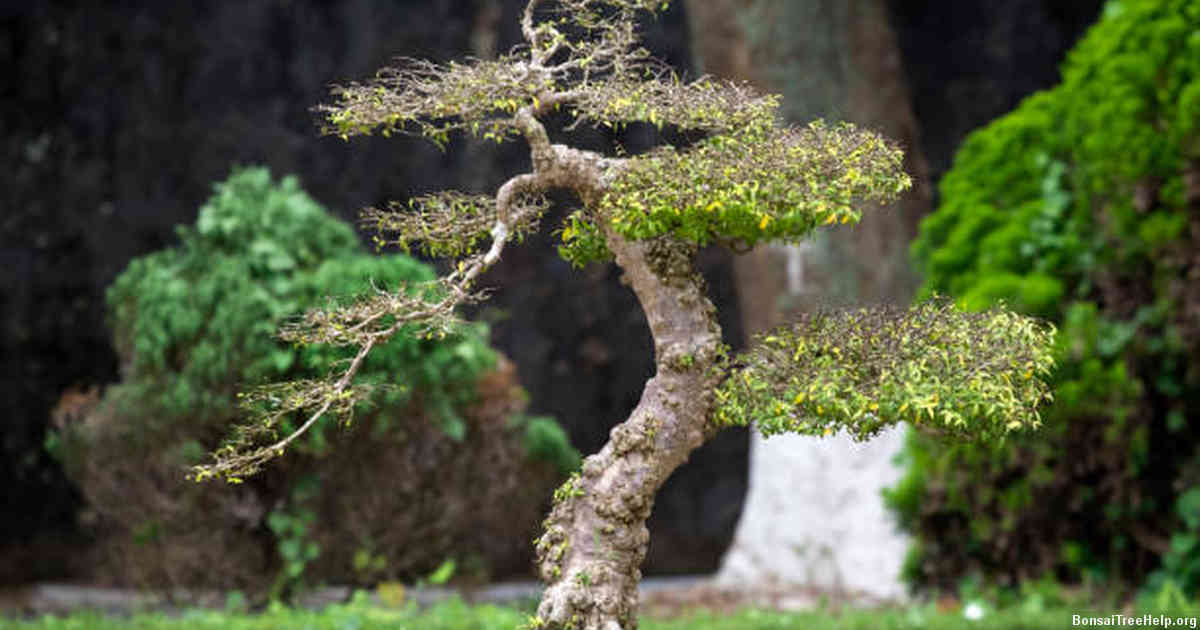 Managing Pests and Diseases in Your Bonsai Plant
