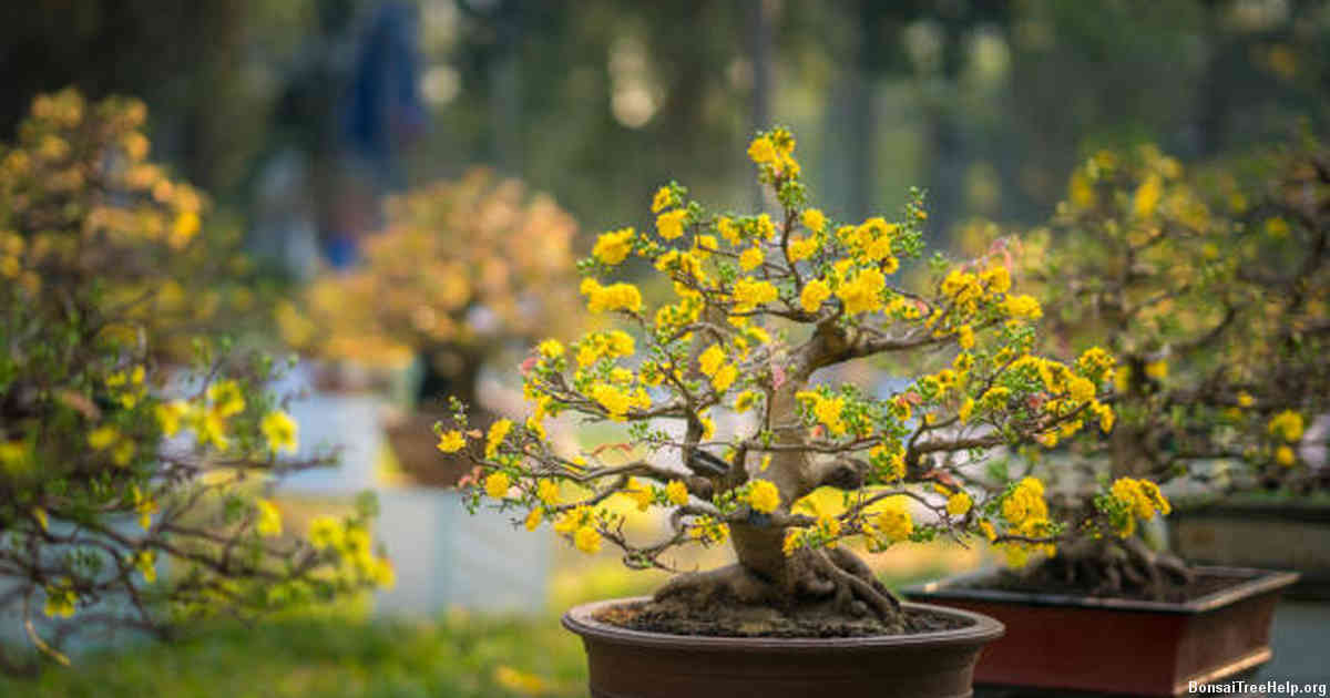 Maturing Your Maple Bonsai: Steps to Achieving a Beautiful, Fully Grown Tree