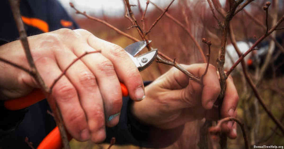 Maximizing the Benefits of Pruning for Your Bonsai’s Health and Aesthetics