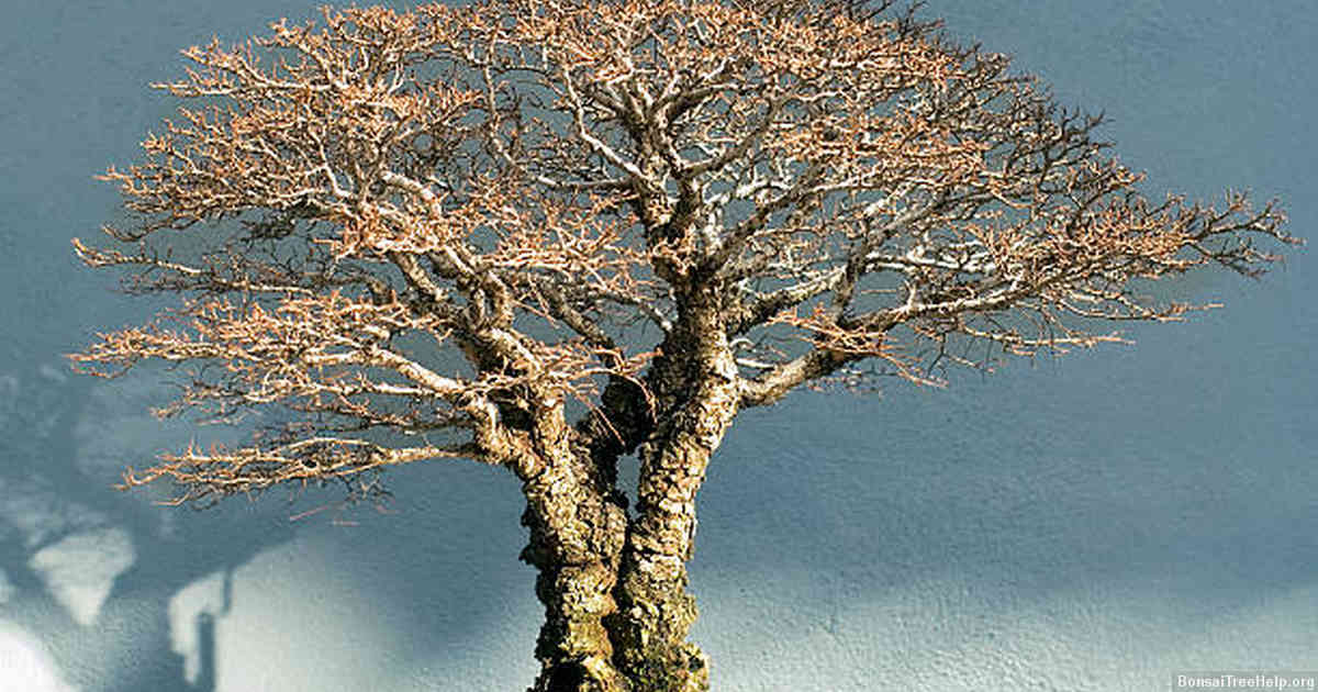 Methods to protect outdoor bonsai trees during extreme temperatures