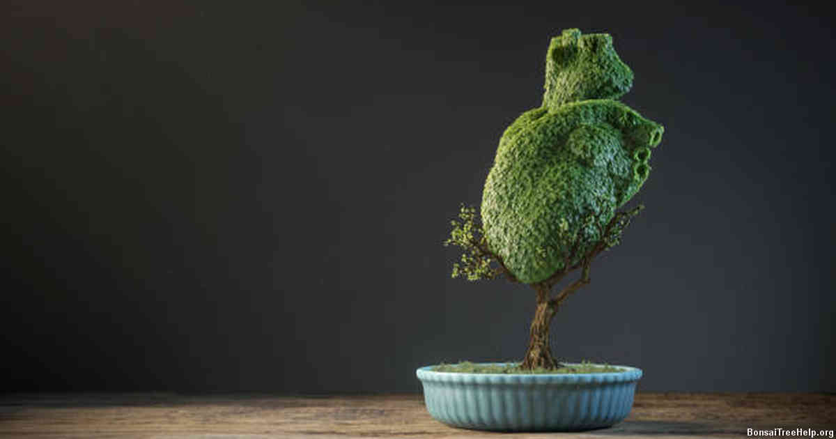 Mistakes to Avoid when Caring for a Bonsai Tree