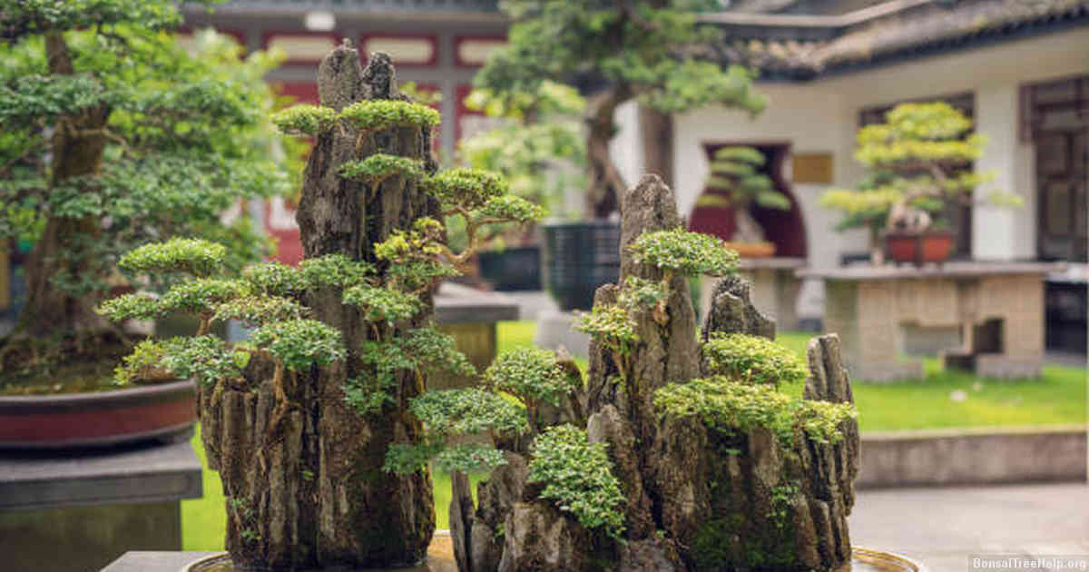 Natural Food Sources for Bonsai Trees