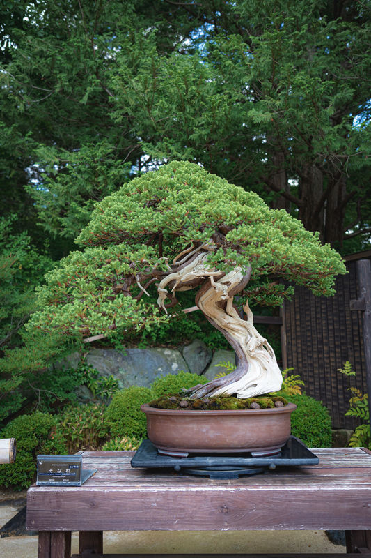 Natural Remedies for Treating Bug Problems on Your Bonsai