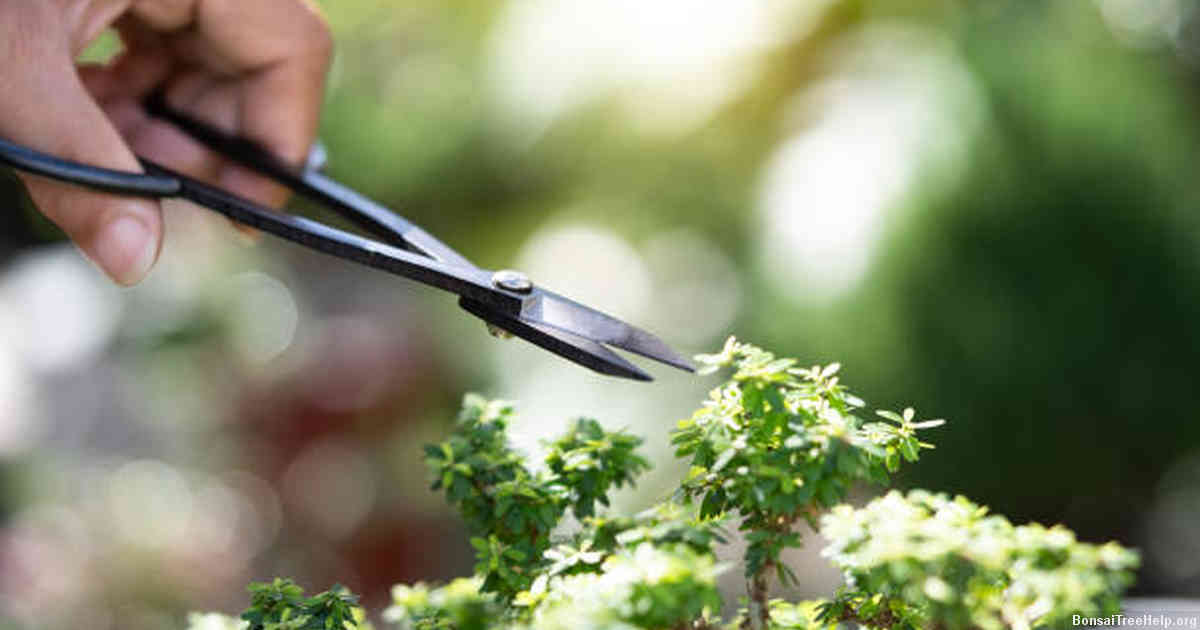 Nurturing Young Bonsai Trees: Proper Care and Maintenance