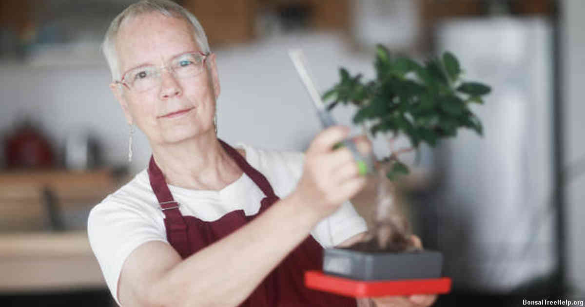 Nurturing Your Pre-Bonsai Tree to Ensure Healthy Growth and Development