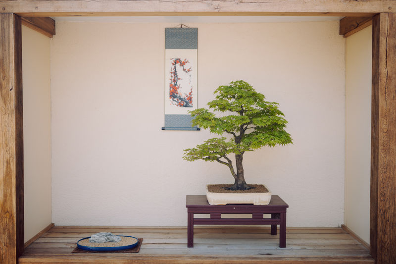 Nurturing Your Sapling: Care Tips for Early Maple Bonsai Development