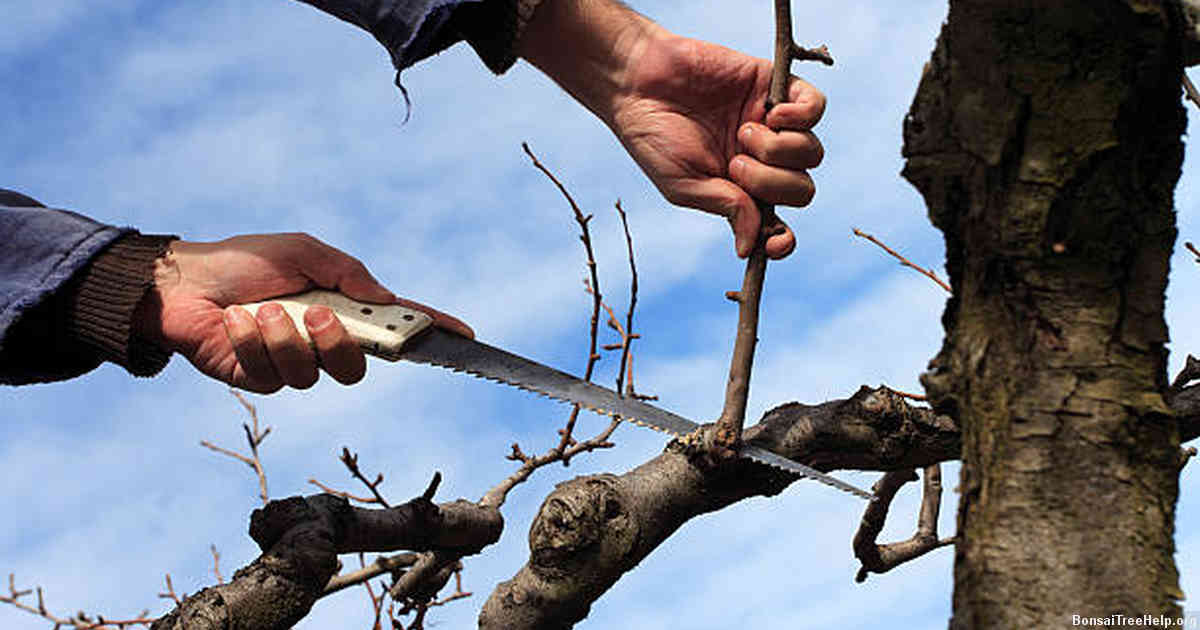 Online platforms to purchase bonsai plants in Cebu