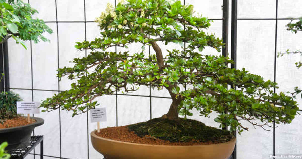 Online Retailers Offering Live Bonsai Trees