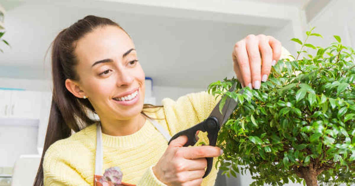 Organic and Synthetic Plant Foods for Bonsai Trees