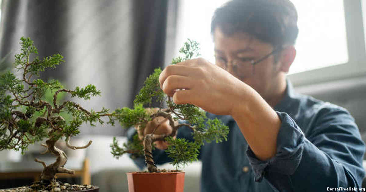 Origins and Early History of Bonsai