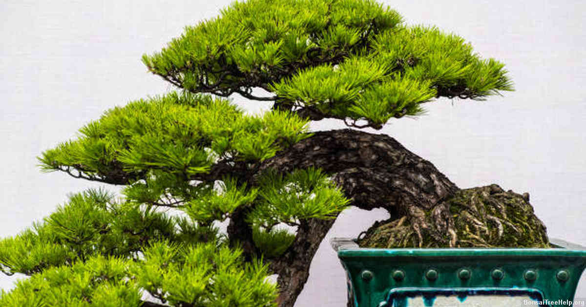 Other Bonsai Varieties Available at Brussels Bonsai