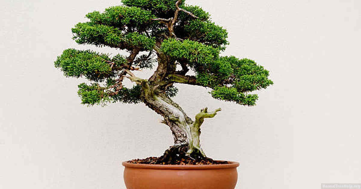 Outdoor Bonsai Tree Growth Tips
