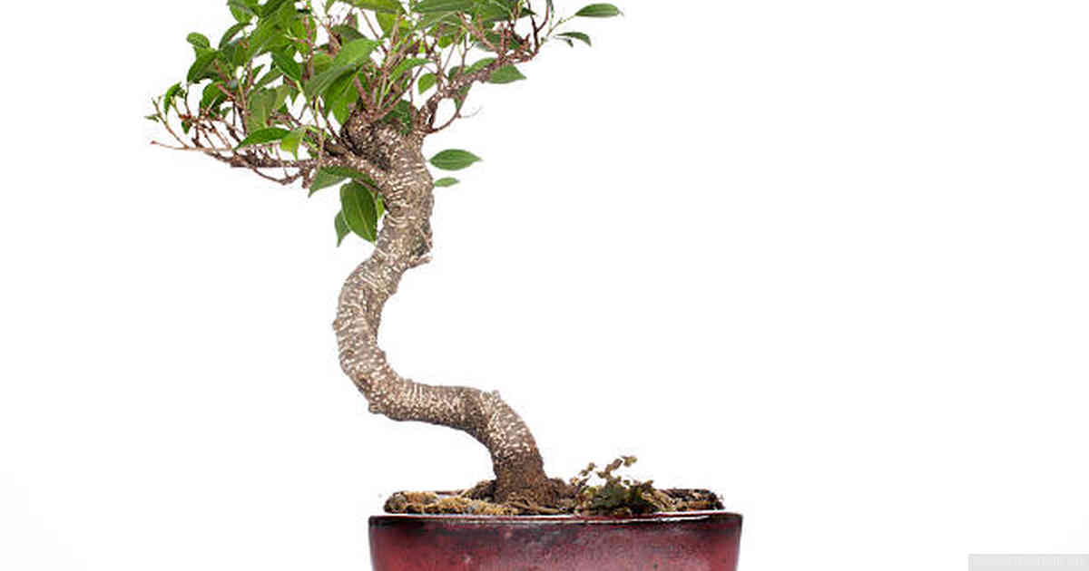 Patience and persistence: Sticking with the process until your bonsai revitalizes