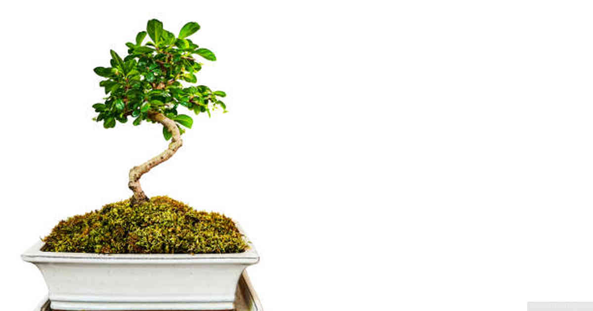 Patience is key: waiting for your bonsai to reach maturity