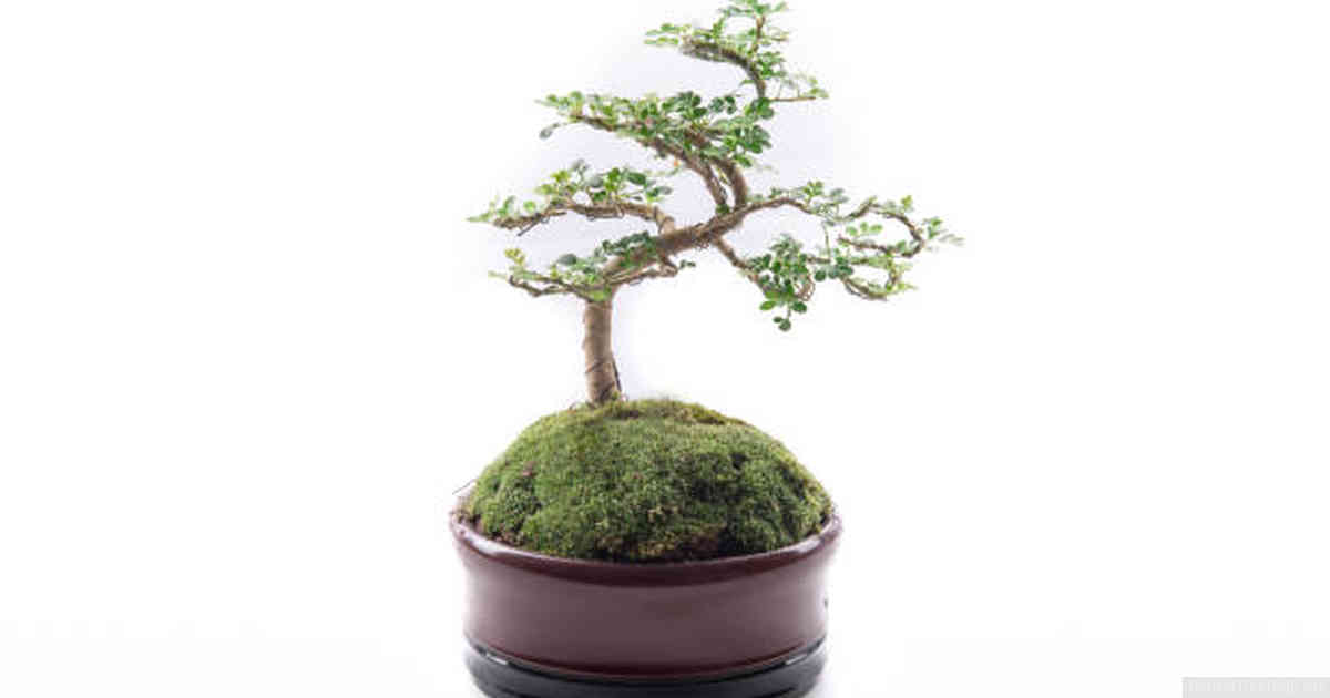 Pests and Diseases: How to Identify Them and Protect Your Bonsai
