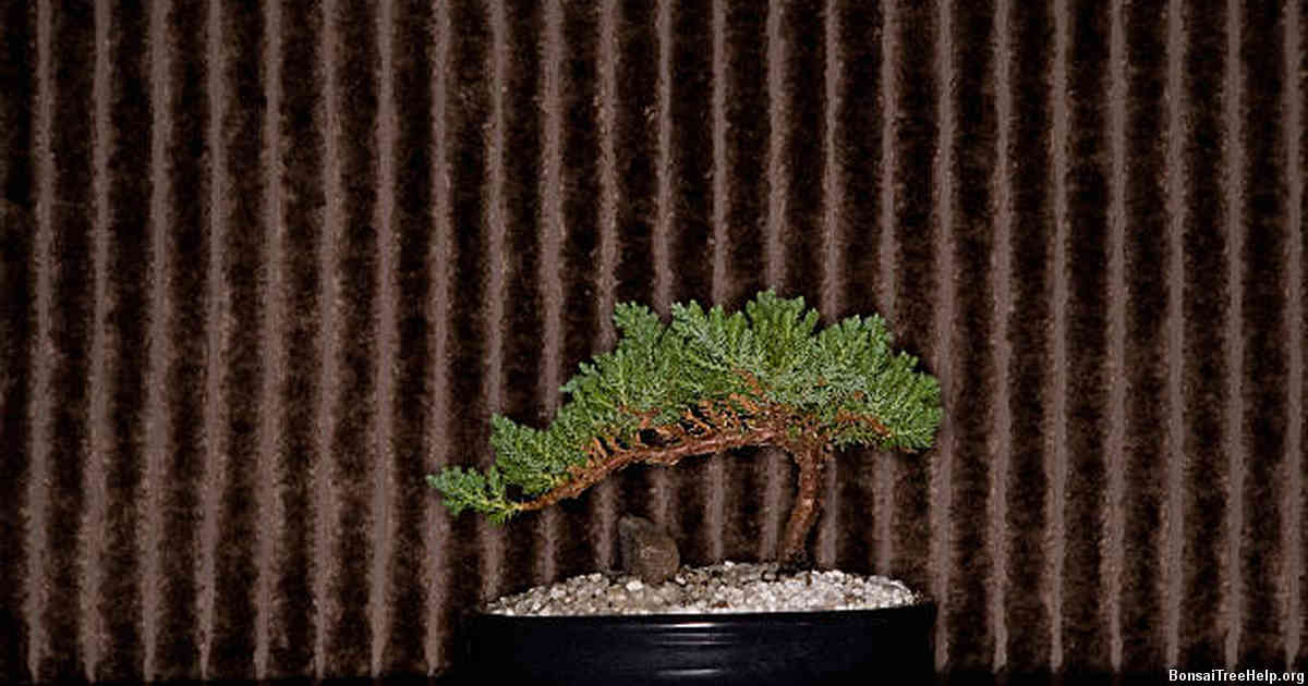 Popular Areas for Positioning a Bonsai Based on Feng Shui