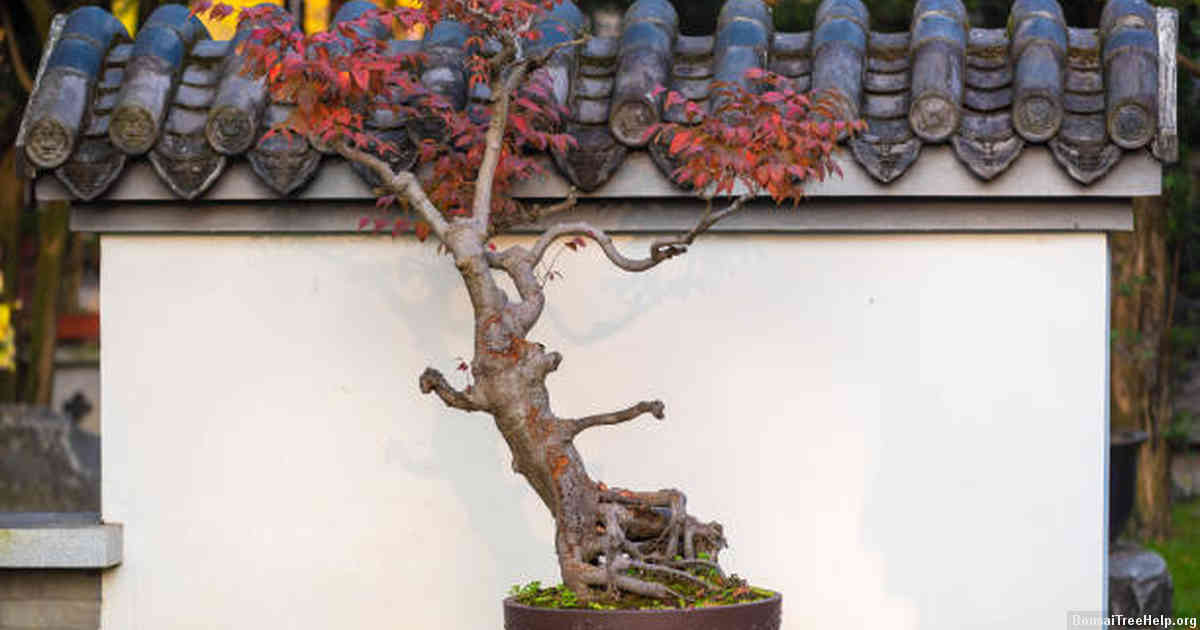 Popular Long-Living Bonsai Trees