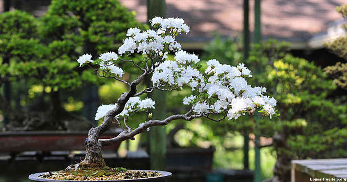 Popular Types of Bonsai Trees