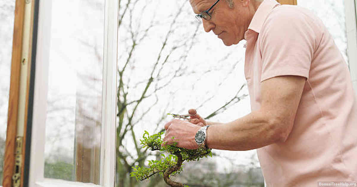 Popular Types of Outdoor-Friendly Bonsai Trees