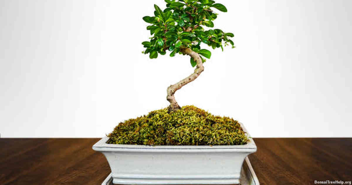 Positioning and Securing the Bonsai Tree