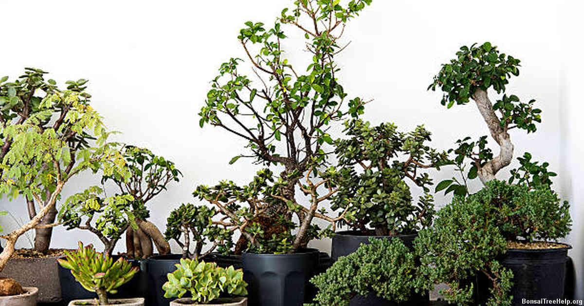 Post-Pruning Care Tips for Your Ficus Bonsai Tree