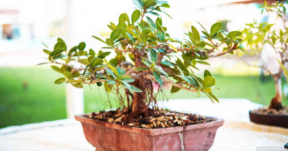 Potting and Soil Requirements for Your Bonsai