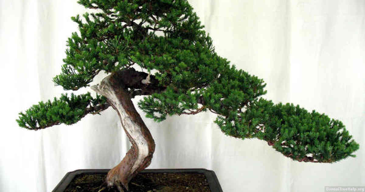 Practical Solutions to Sticky Bonsai Leaves