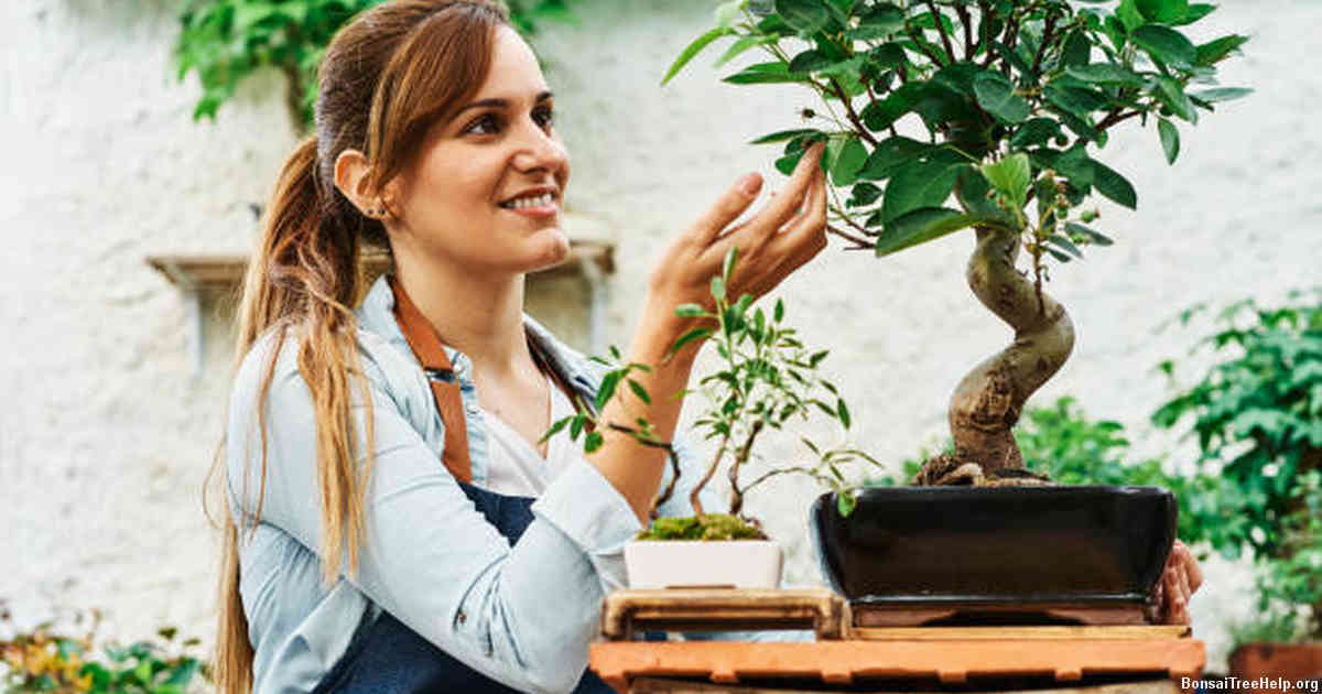 Preparations Before Repotting Your Conifer Bonsai
