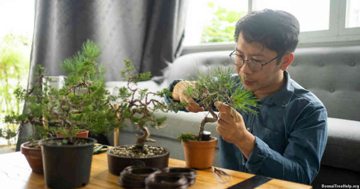 Preparing the Jacaranda Bonsai Seeds