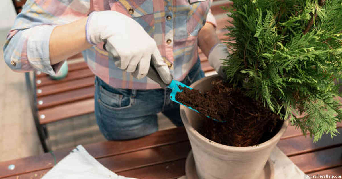 Preparing the soil for planting bonsai seeds