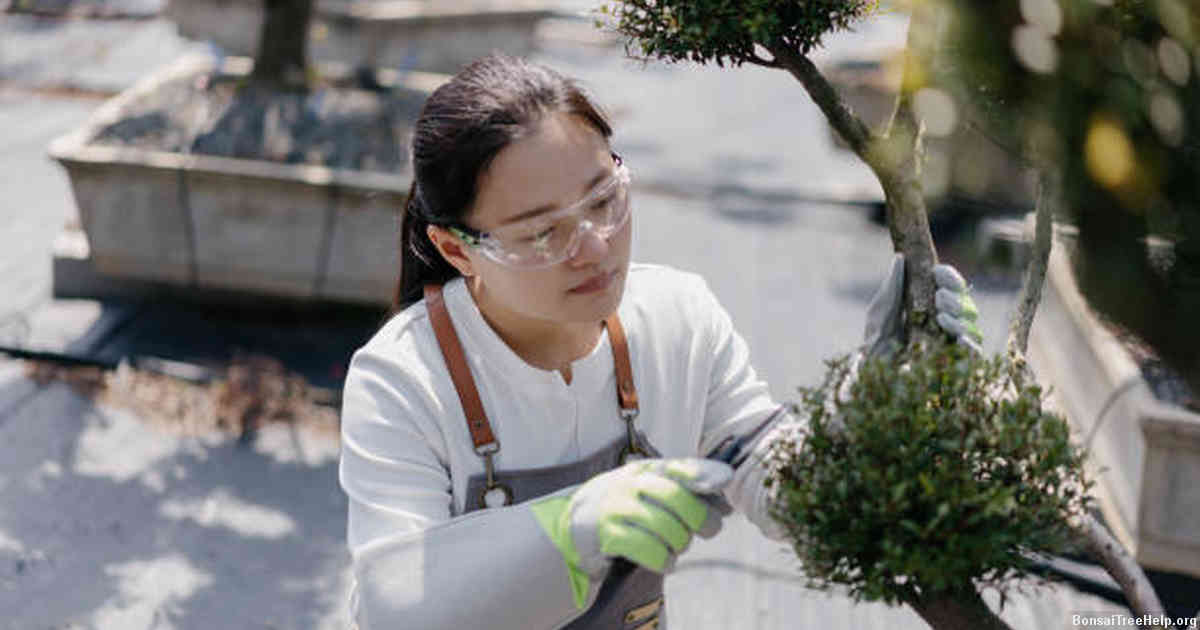Preparing Tools and Equipment for Pruning Your Bonsai