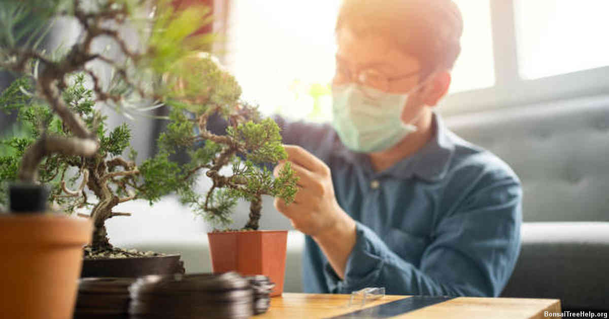 Preparing Your bonsai for Repotting