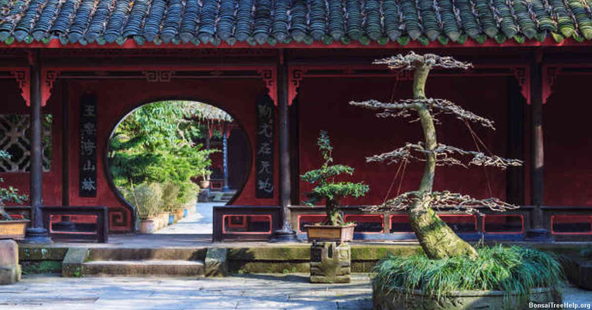 Preparing Your Bonsai Tree before Pinching Begins: Dos and Don’ts