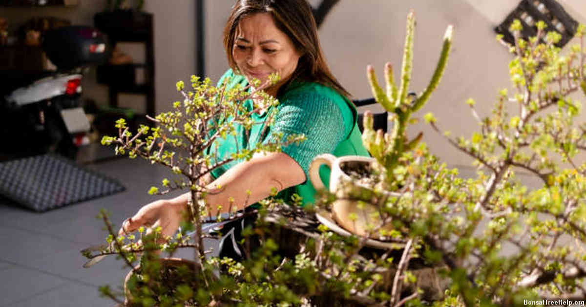Preparing Your Bonsai Tree for Harvesting