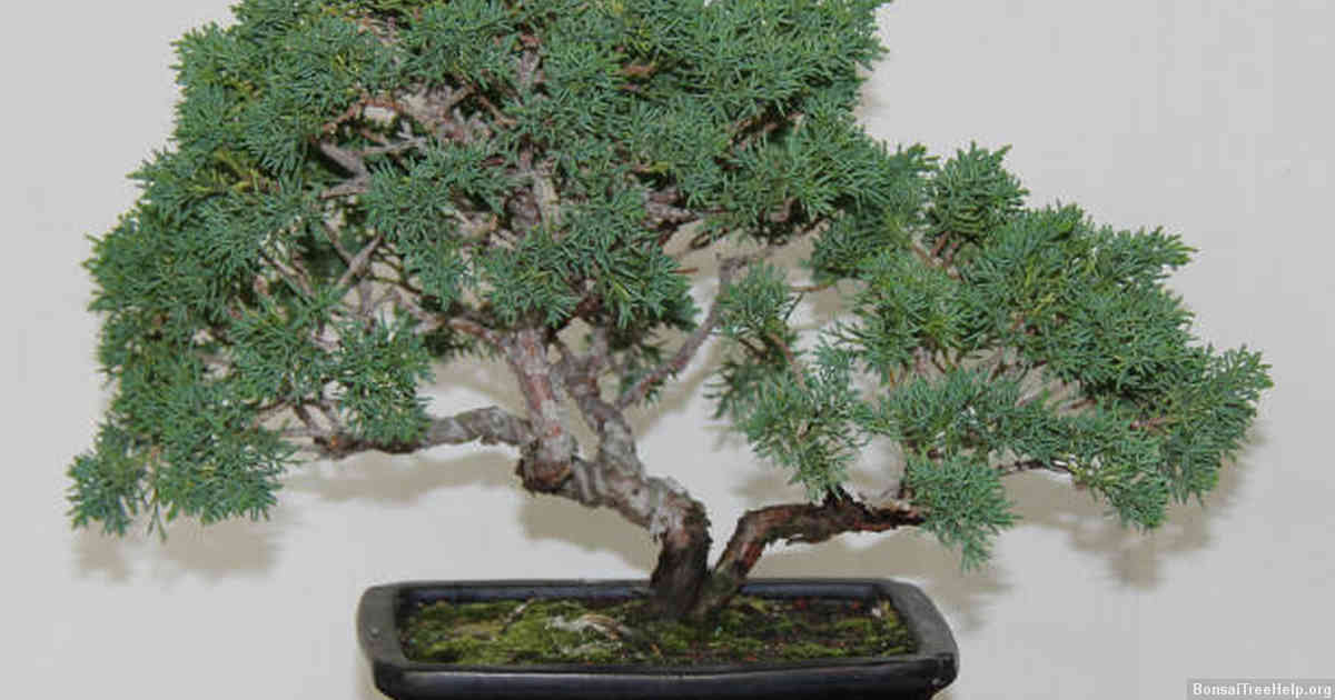 Preventing Pests and Diseases in Your Bonsai Collection