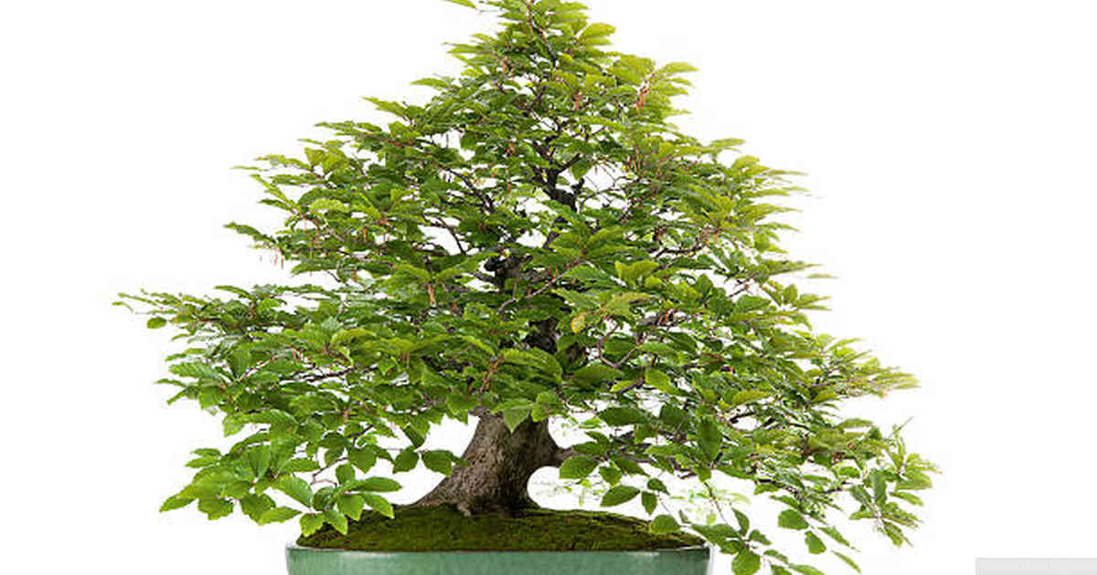 Principles and Techniques of Bonsai Cultivation