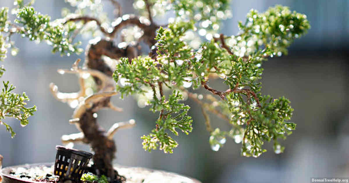 ) Proper Soil, Water, and Nutrient Considerations for an Outdoor Bonsai