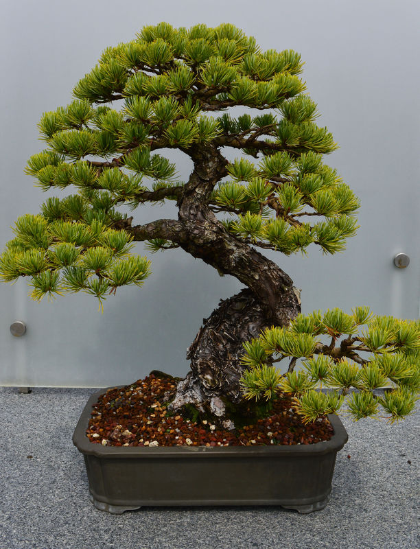 Proper timing and temperature for bonsai seedlings