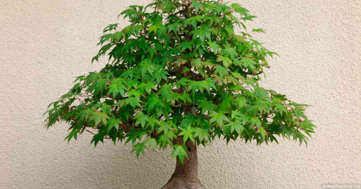 Protecting Your Bonsai from Pests, Diseases, and Climate Conditions