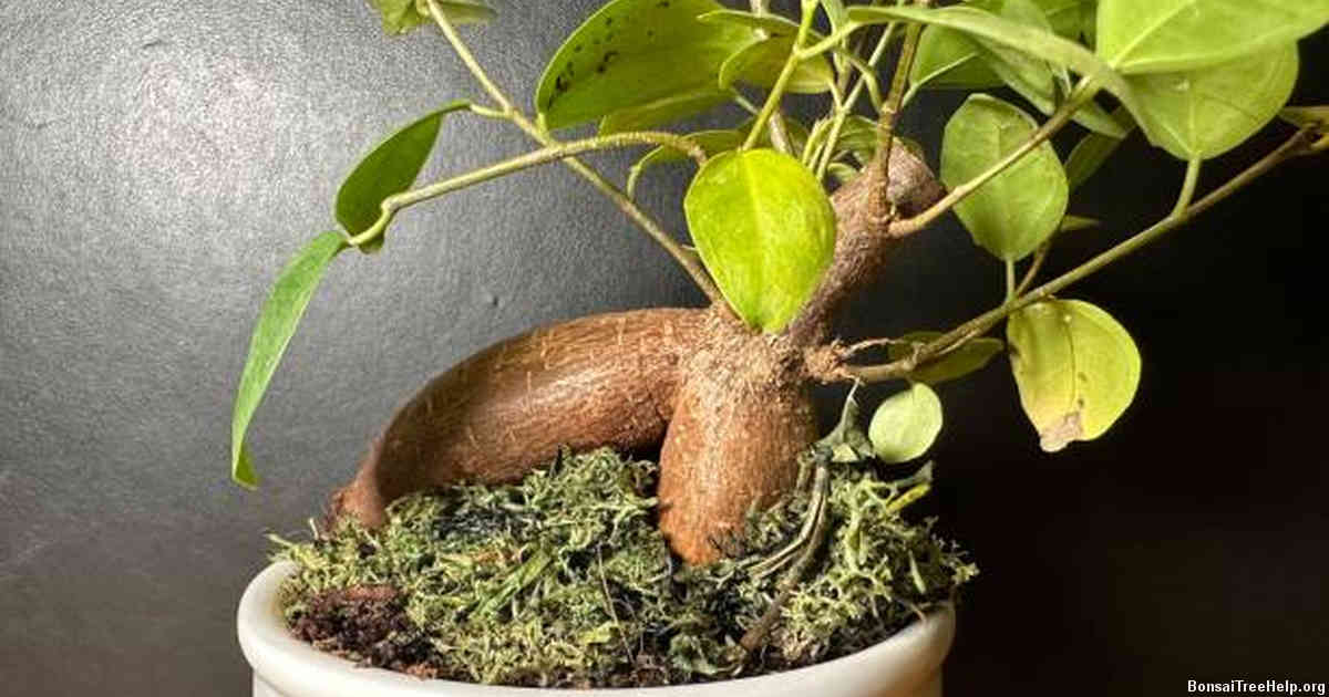 Protecting your bonsai oak during extreme weather conditions