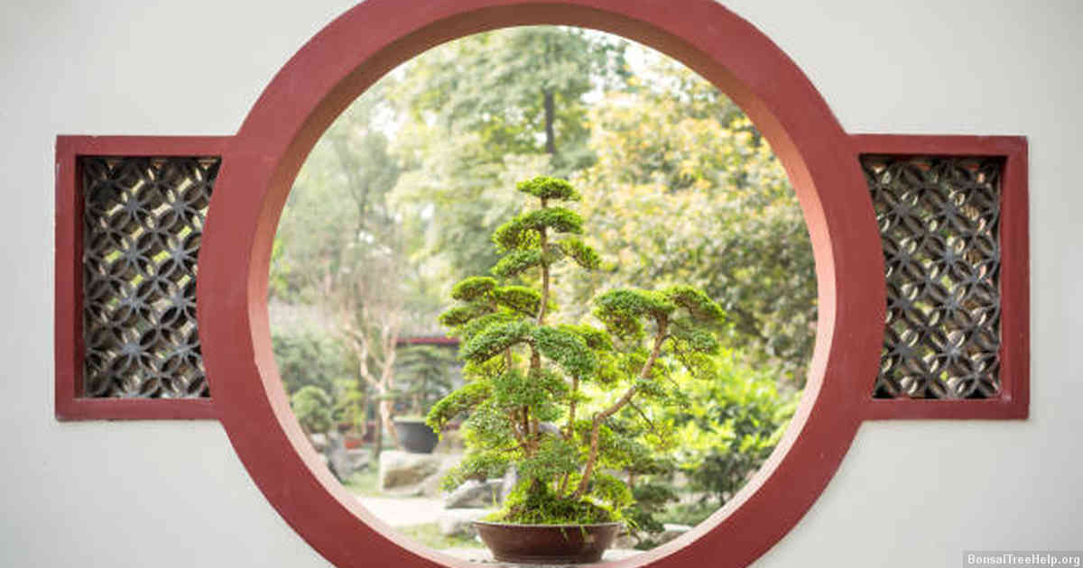 Protecting Your Outdoor Bonsai Tree from Pests and Diseases